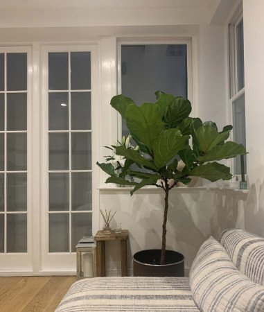 Kiwi Interiors